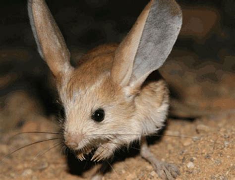 Long-eared Jerboa | Animal Database | FANDOM powered by Wikia