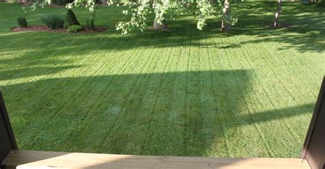 Tips To A Great Lawn Without Using Chemicals Backyard Easy