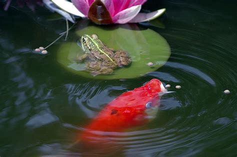 How to Pond and Care for Koi Fish - It's Free At Last