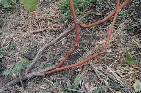 Прививка винограда весной для начинающих