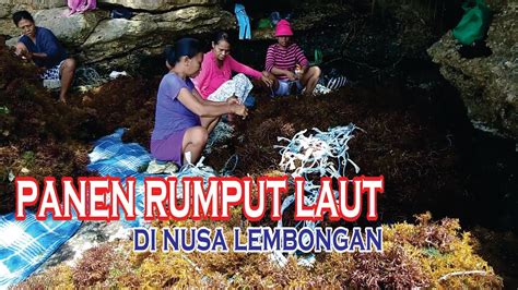 Panen Rumput Laut Di Nusa Lembongan Youtube