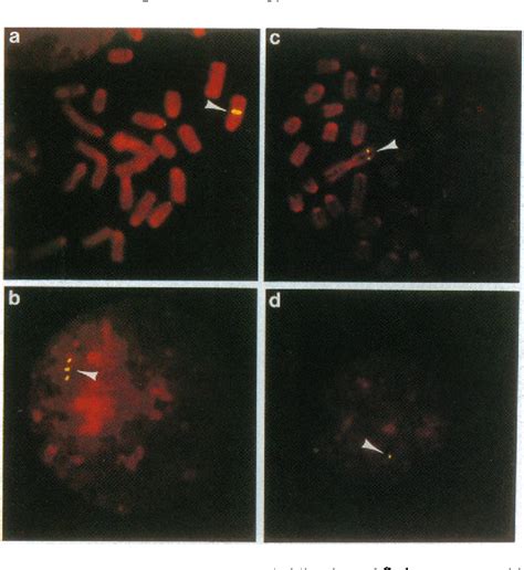 Figure 1 From Use Of Yeast Artificial Chromosomes Yass For Studying