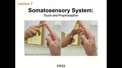 Lecture Somatosensory System Touch And Proprioception