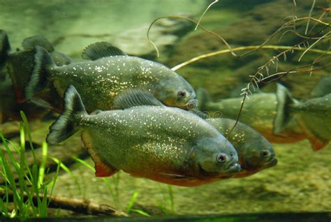 Piranhas stock photo. Image of perilous, carnivores, creature - 461058