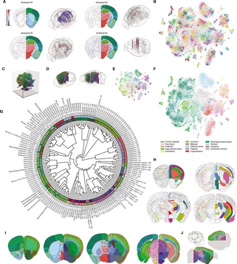 Molecular Atlas Of The Adult Mouse Brain Biorxiv