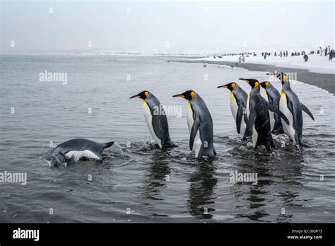 King penguins on South Georgia island Stock Photo - Alamy