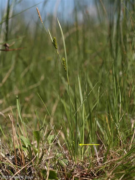 Carex Crawei Crawes Sedge Minnesota Wildflowers