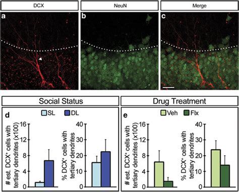 Effects Of Dominance And Fluoxetine On Maturation Of Adult Born