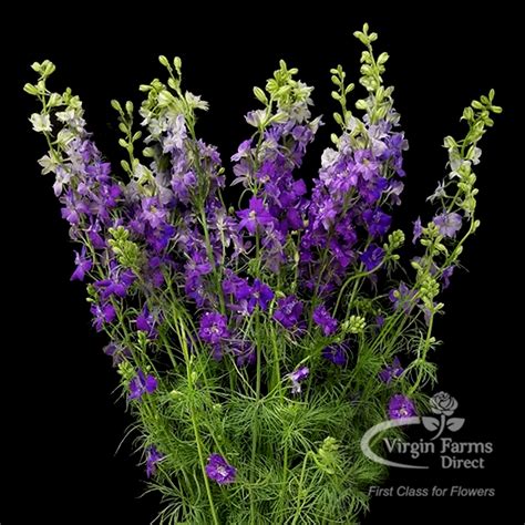 Larkspur - Virgin Farms - High Quality Larkspur Flower