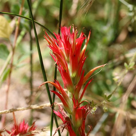 Giant Red Indian Paintbrush Castilleja Miniata Ron King Flickr