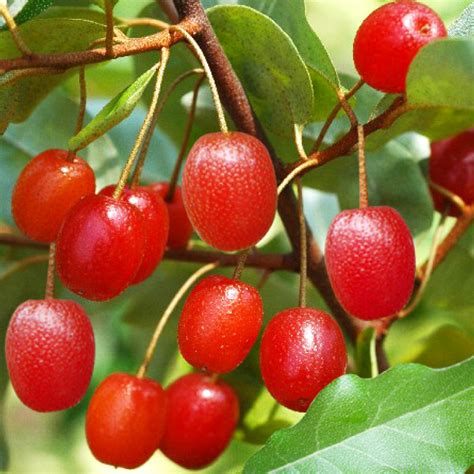 Гуми Монерон лох многоцветковый