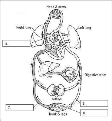 Systemic Circulation Flow Chart