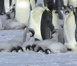 Emperor penguin breeding cycle – Australian Antarctic Program