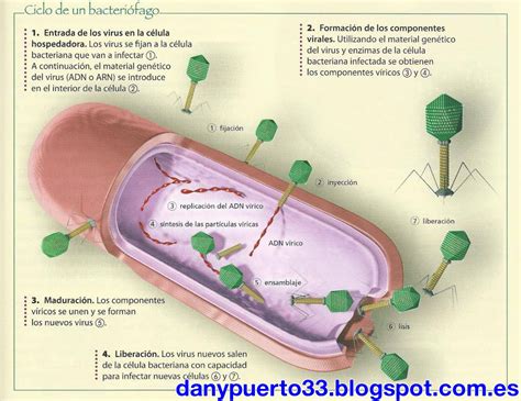 Ciencias Del Mundo Contemporáneo Los Virus