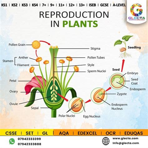 REPRODUCTION IN PLANTS | BIOLOGY | GLECTA | Dear parents, Gcse, Ks2