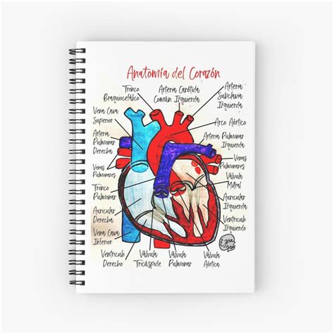 Cuaderno De Espiral «anatomía Del Corazón Español De Elenapatera