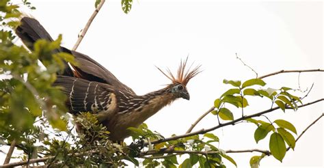 Iquitos 3d2n Jungle Tour Pacaya Samiria National Reserve Iquitos Peru