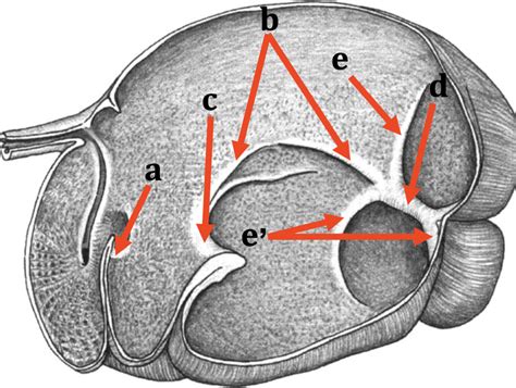 Rumen Diagram | Quizlet