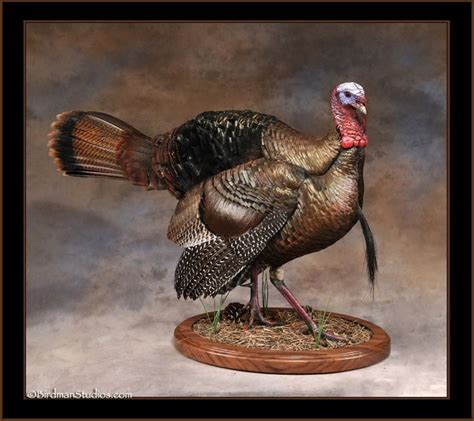 Turkey Mounts by Birdman Studios – Birdman Studios | Bird taxidermy, Duck mount, Bird