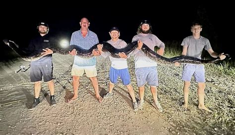 Five men catch second-heaviest python ever captured in Florida