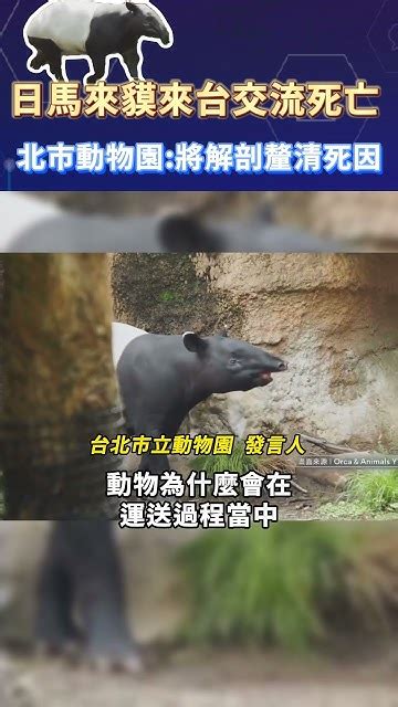 日本馬來貘「 英雄 」來台交流☠️ 北市動物園將解剖釐清☠️因 Shorts Youtube