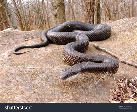 Crawling Snake Hunting Food In Early Spring - Black Rat Snake, Pantherophis Obsoleta Stock Photo ...