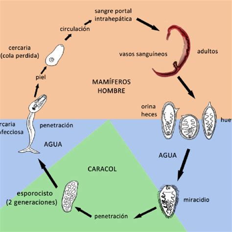 Ciclo Vital De C Sinensis Download Scientific Diagram