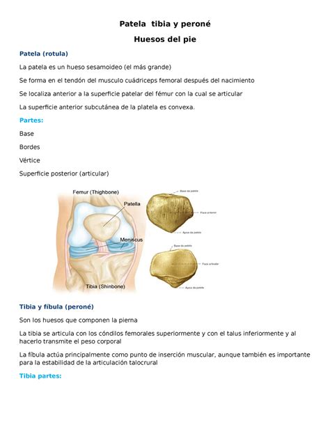 Huesos Miembro Inferior Patela Tibia Y Peron Huesos Del Pie Patela