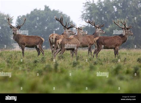 Red Deer Stags In The Early Morning Fog Of A Hot Autumn Day At Studley