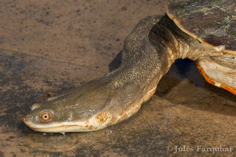 Broad Shelled Turtle Chelodina Expansa Lake Meran Victo Flickr