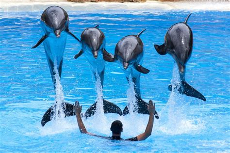 dubai dolphinarium  abu dhabi euro travel