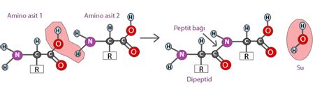 Peptit Ba Nedir Peptit Ba Nas L Olu Ur Zellikleri Nelerdir