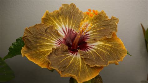 Indoor Hibiscus : r/houseplants