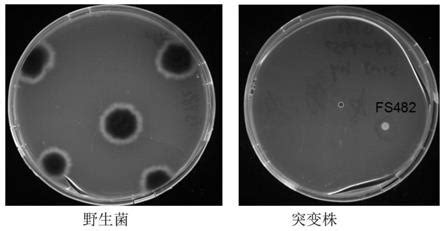 Fs Crispr Cas