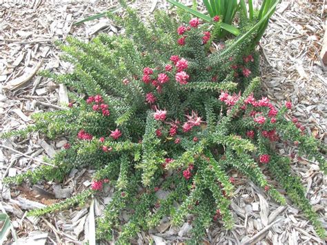 Grevillea Lanigera Mt Tamboritha Woolly Grevillea Cultivated