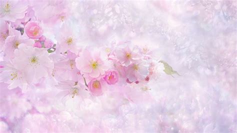 Cherry blossom Wallpaper 4K, Light pink background