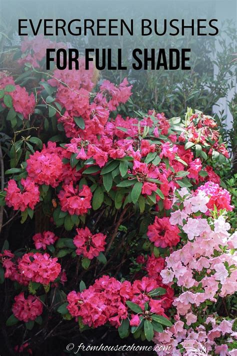 11 Easiest And Most Beautiful Flowering Shrubs For Zones