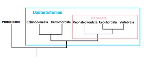 Phylogeny Flashcards Quizlet