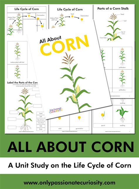 Life Cycle Of Sweet Corn