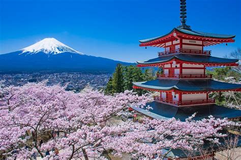 Mount Fuji Cherry Blossom