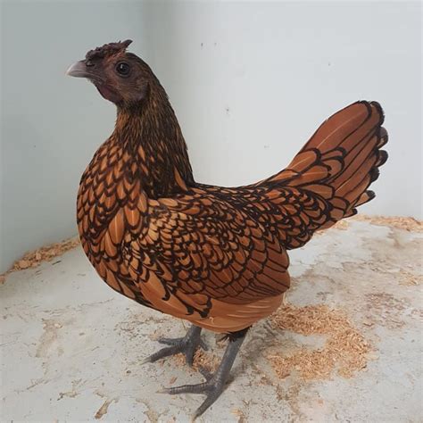 Golden Sebright Bantams Akers Flock