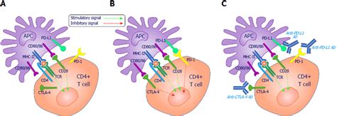 T Cells Are Subjected To Co Stimulatory And Co Inhibitory Signals