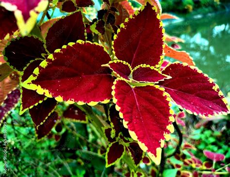 Coleus Coleus Flower Coleus Tree Coleus Plant Beautiful Coleus Coleus