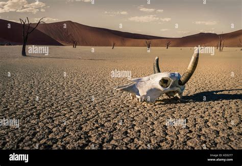 Cow Skeleton Desert