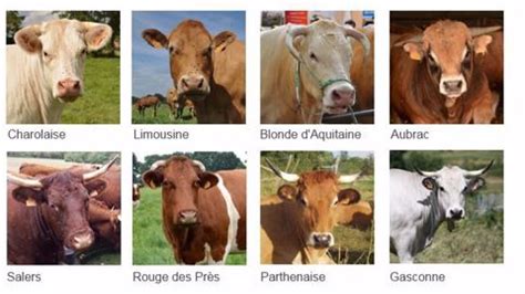 R Sultats Des Races Bovines Viande Bovin Croissance