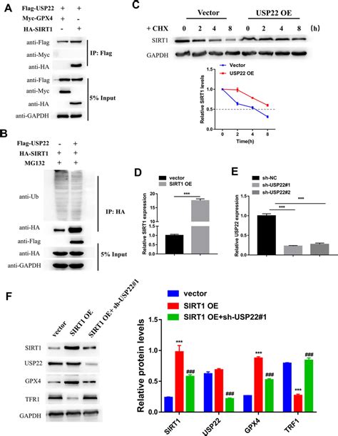 Usp Suppressed Hg Induced Ferroptosis In Pancreatic Cells By