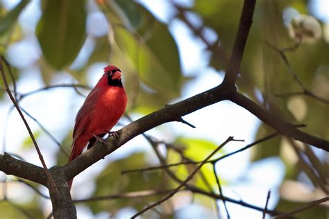 The State Bird of Kentucky .. by Fareed Khan - Photo 7509195 / 500px