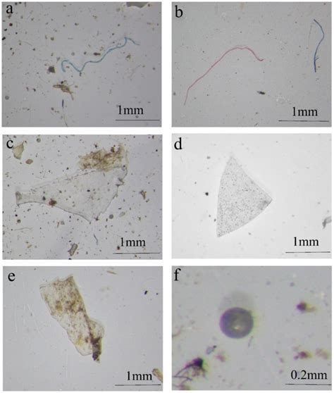 Typical Photographs Of Microplastics Ab Fiber Cd Fragment E Download Scientific