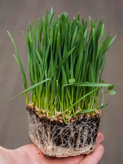 Wheat Grass Microgreens Seeds