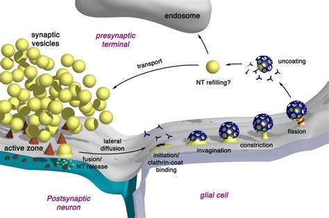 Vesicles Transport Information